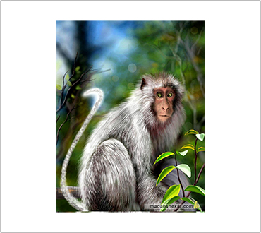 Lucian Portfolio Img